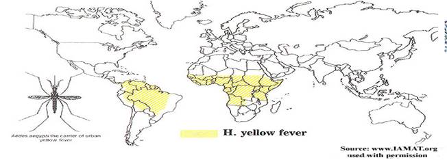 yellow fever travel australia